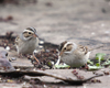 Clay Colored Sparrows